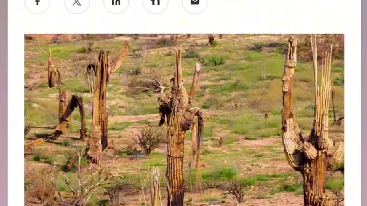 "Bill Gates wants to build a smart city in Arizona called Belmont."