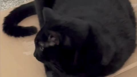 Cute Precious Piper Does a Letter C in the Office - Adopting a Cat from a Shelter Vlog #shorts