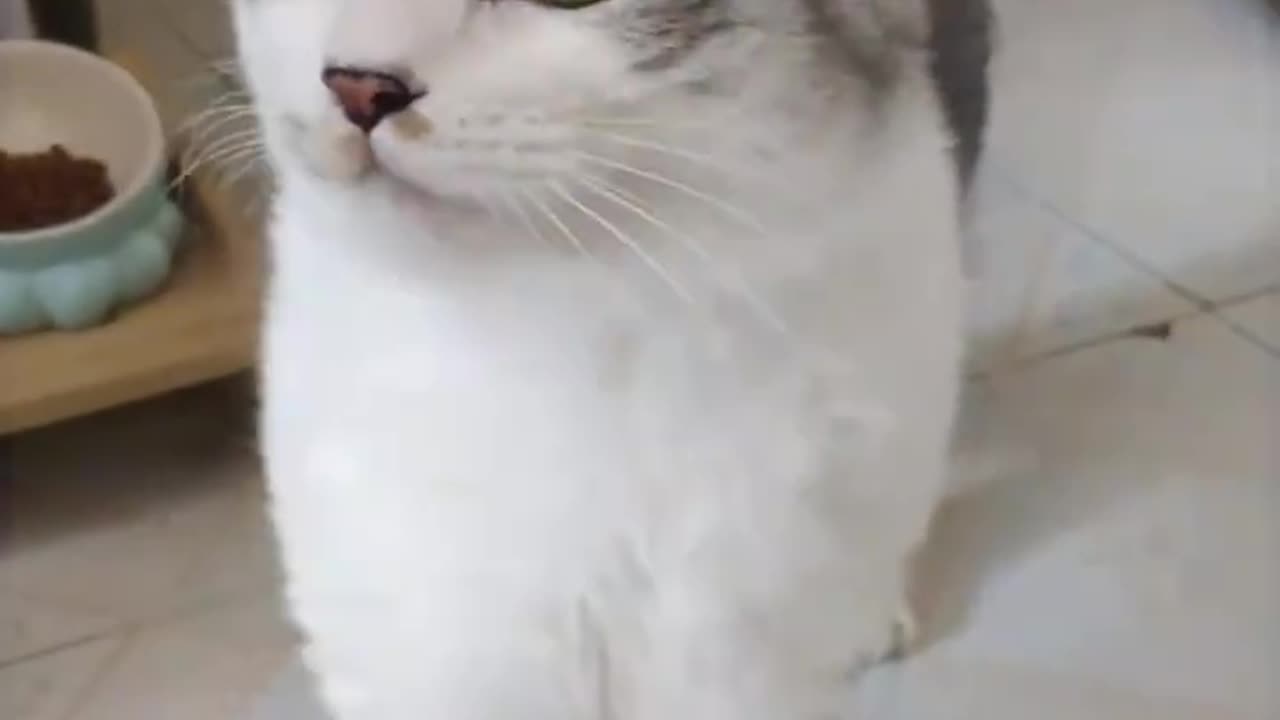 “🤣 FUNNY CATS Compilation – The Internet’s Favorite Comedy Show! 🐱✨”