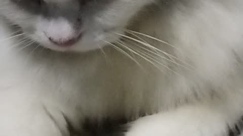 Cat animal love funny