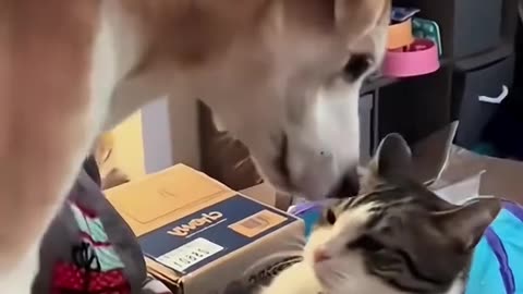 Amazing and funny stories of dogs and cats 🐶🐱❤️