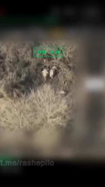 Daily pig slaughter at various locations.