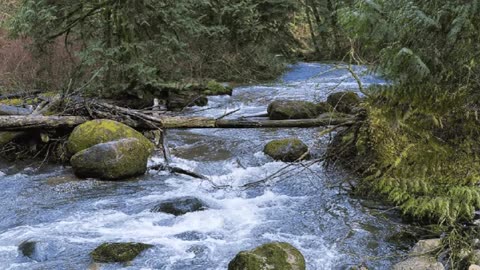 3M TV 🌿 Relax, Chill, Meditate & Sleep | Water Flow, Forest Birds & Nature Sounds | 3 Hrs 🎧