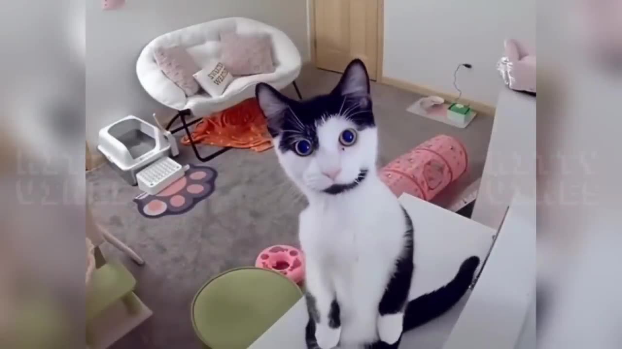Funny moments cat try not to laugh