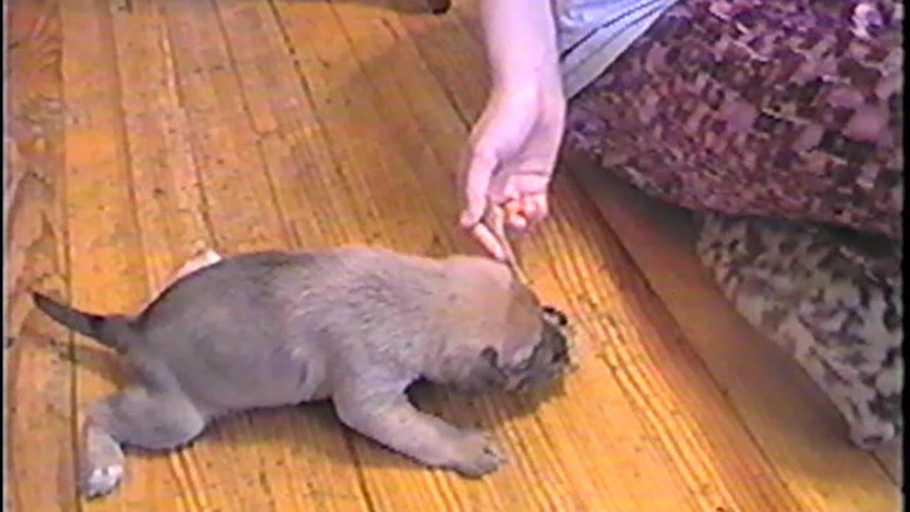 2002-VA-Puppies-10