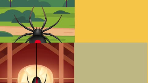 How Dangerous Is Australia Really? The Redback Spider