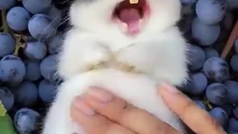 Little Rabbit | Cute Rabbit