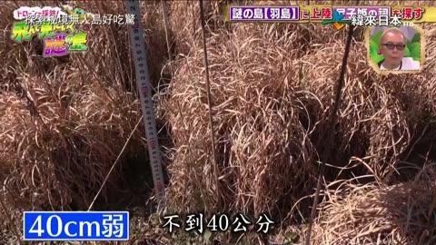 20250405_探索秘境無人島好吃驚-2