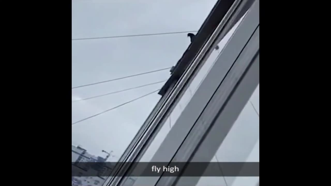 Memes are unimaginably funny