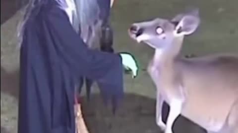 😂🎃 You Won't Believe This Aussie Halloween Surprise! | FunFM