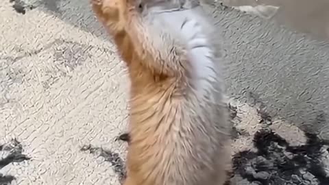 funny cats and dogs