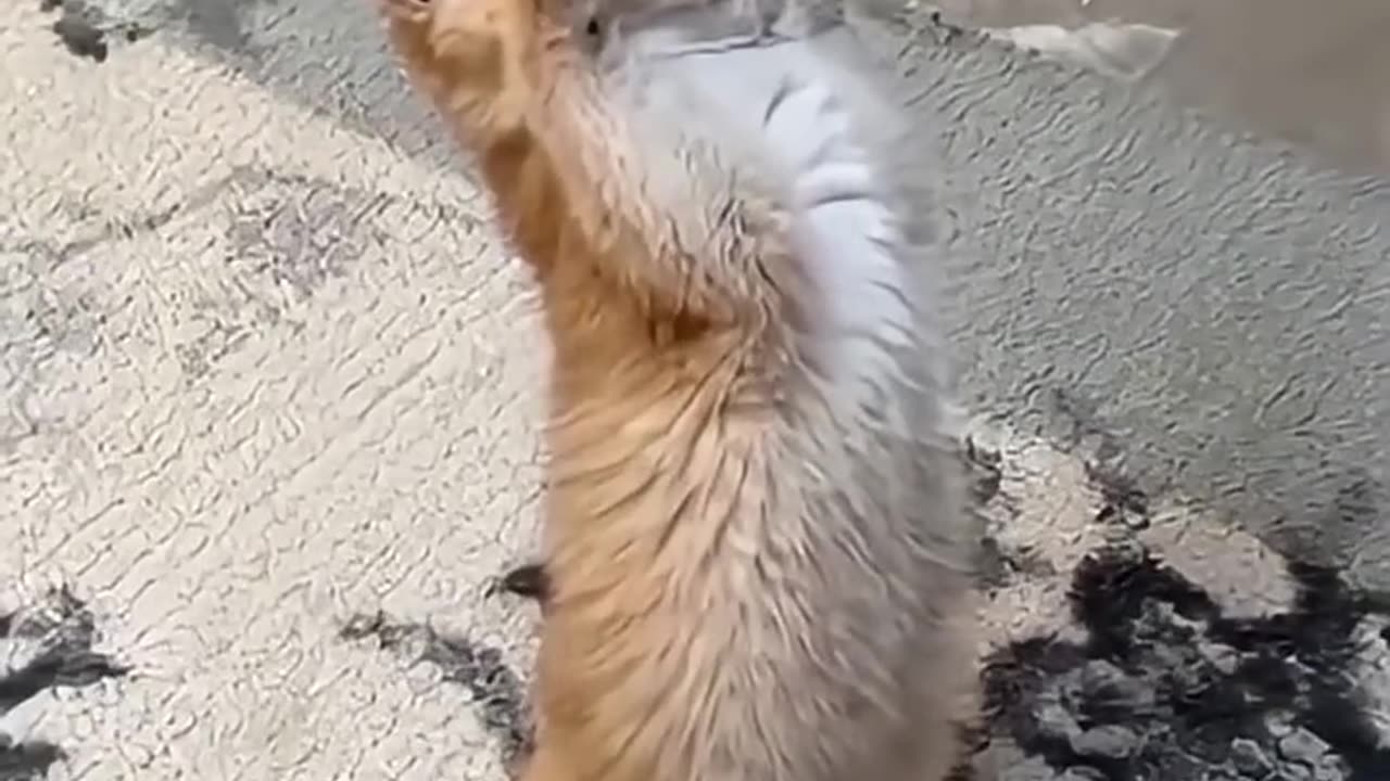 funny cats and dogs
