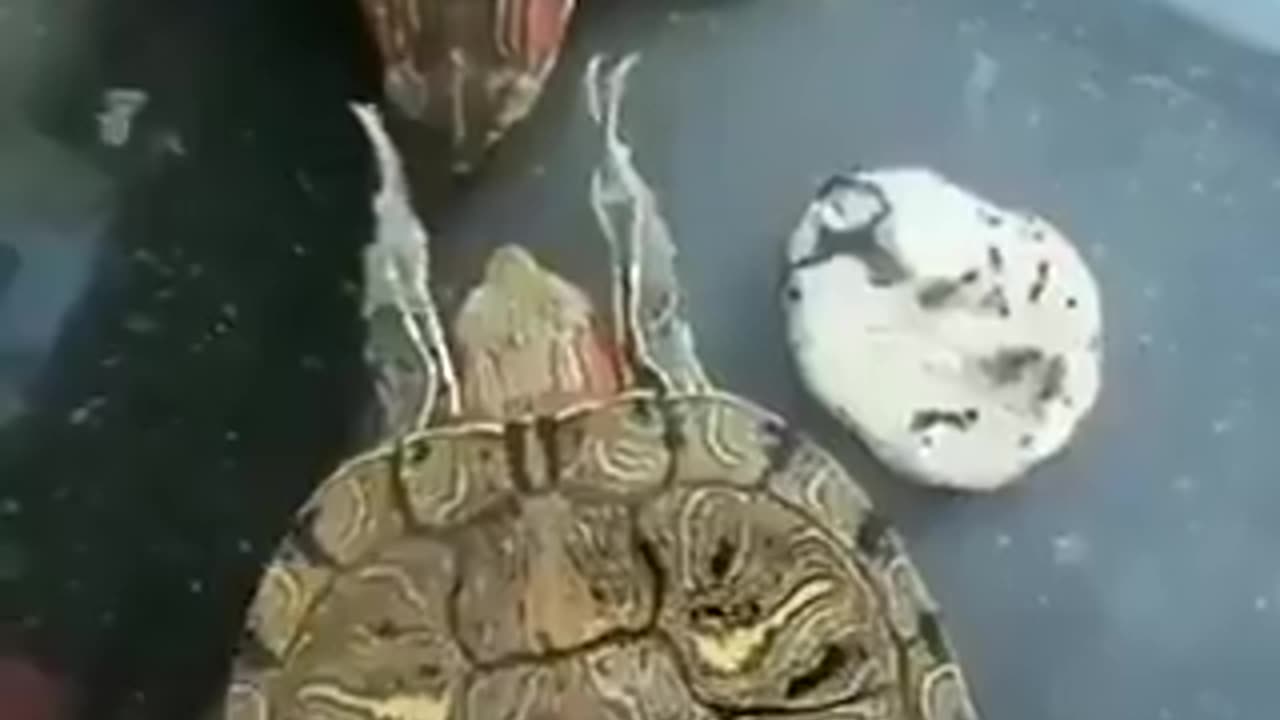 How this turtle slaps the other turtle. 🐢🥹