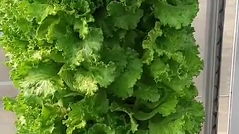 Growing Lettuce in Simple Vertical Hydroponics
