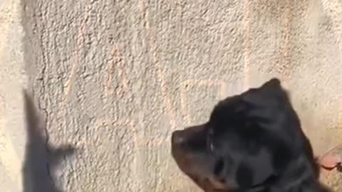 Funny video