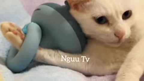funniest animals videos of 2025 - funny dogs and cats clips