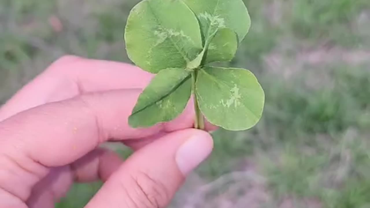 The Luckiest Clover