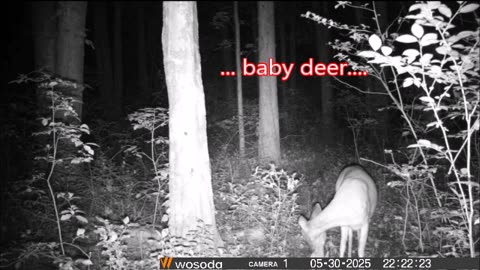 Trail Cams - Lifespan of a baby deer...