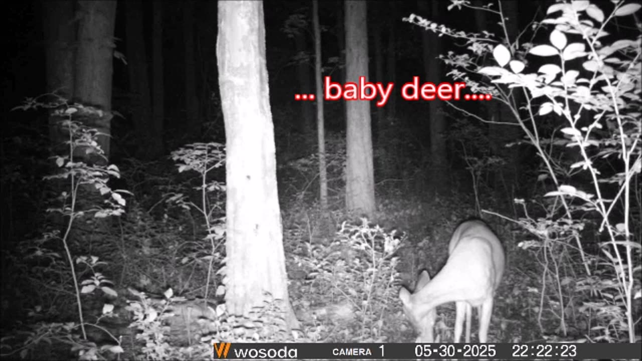 Trail Cams - Lifespan of a baby deer...