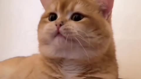 A 5 minutes zoey cat's life, funny video