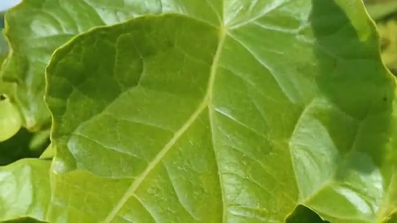WILD Insect Adventures Await!