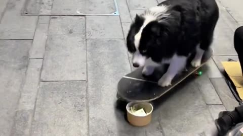 A great reward for wicked dog behavior!
