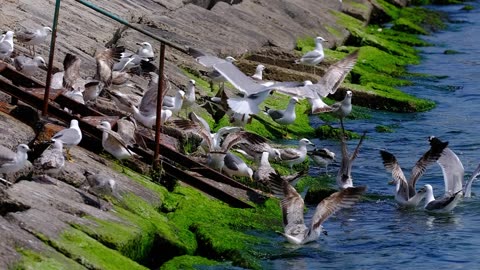 Nature and Animals