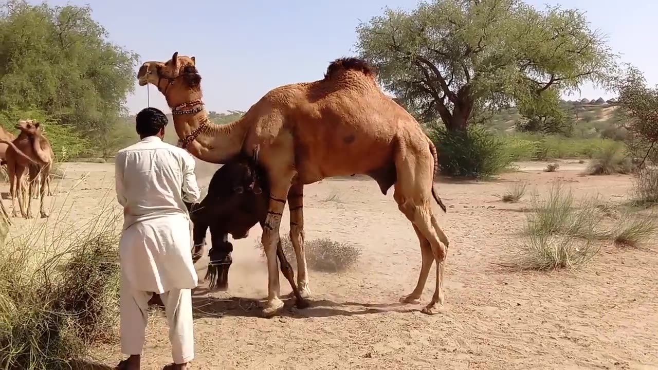 Beautifull camel