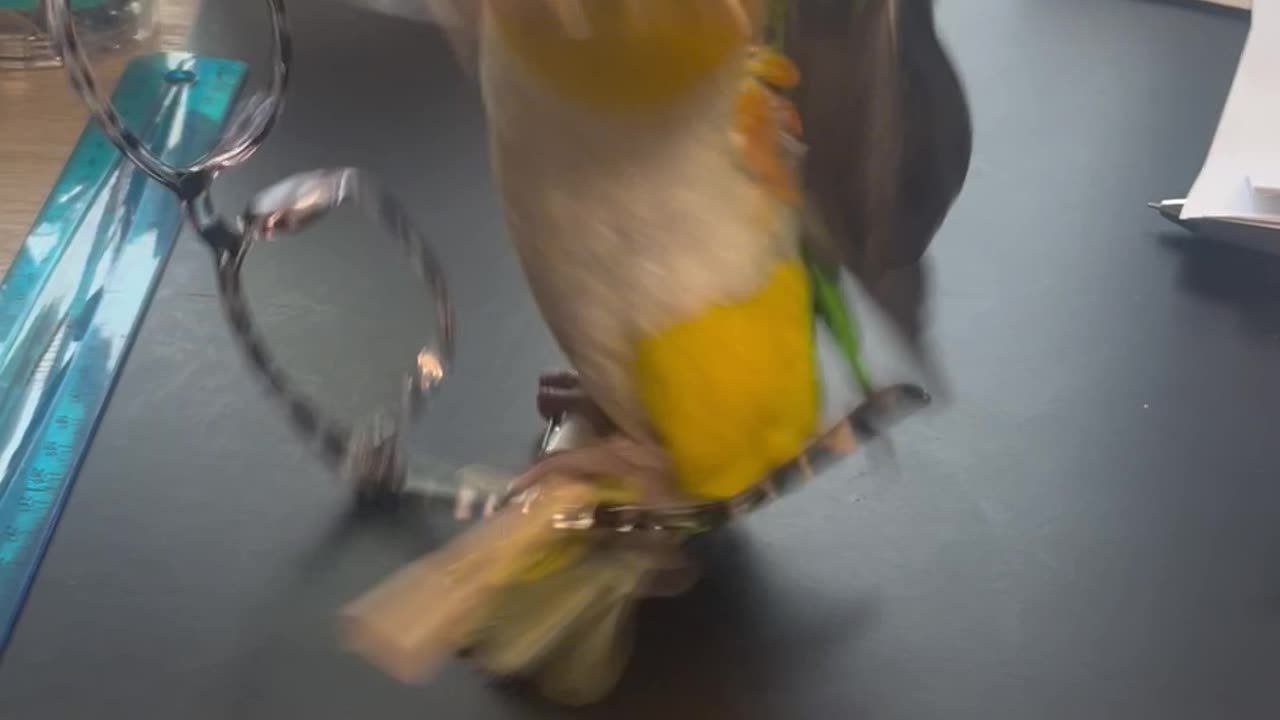 Parrot Can't Decide What To Play With