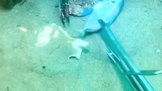 Male Crab Protects His Lover From Diver! ❤️
