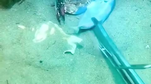 Male Crab Protects His Lover From Diver! ❤️