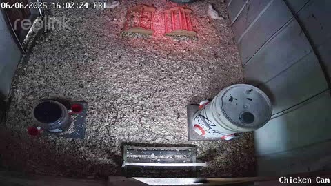 Millar Time Chicken Cam