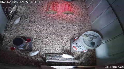 Millar Time Chicken Cam