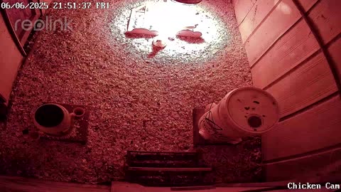 Millar Time Chicken Cam