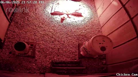 Millar Time Chicken Cam