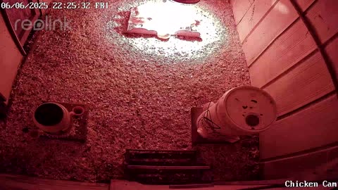 Millar Time Chicken Cam
