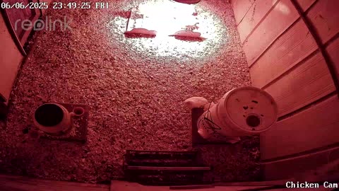 Millar Time Chicken Cam