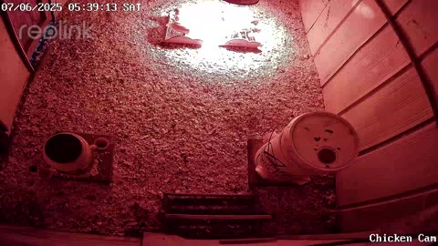 Millar Time Chicken Cam