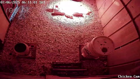Millar Time Chicken Cam