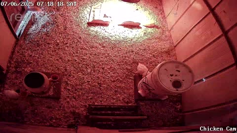Millar Time Chicken Cam