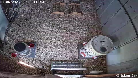 Millar Time Chicken Cam