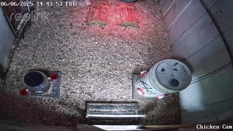 Millar Time Chicken Cam