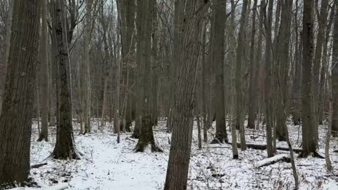 How Snow on Trees Reveals Wind Direction | Winter Bushcraft Skill