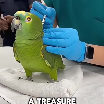 This Parrot Just Realized He Can’t Fly So He Walks Like a Boss 🦜💀 #papagoiecho #parrot #funny #birds