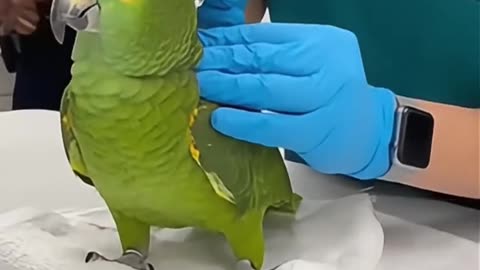 This Parrot Just Realized He Can’t Fly So He Walks Like a Boss 🦜💀 #papagoiecho #parrot #funny #birds