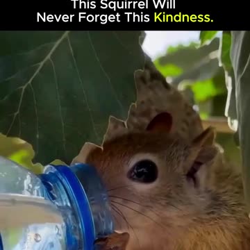When God asks you to save an animal whose pain only God knows about 🐿️♥️.