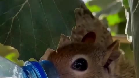 When God asks you to save an animal whose pain only God knows about 🐿️♥️.