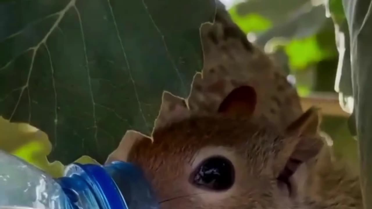When God asks you to save an animal whose pain only God knows about 🐿️♥️.