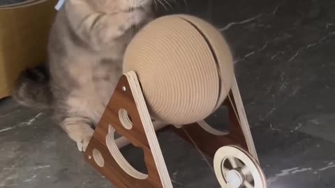 😂🐱 Remeowable Energy: Cat's Hilarious Dance! | FunFM