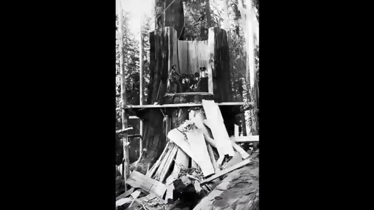 THE PARASITES & THE 'LAST' OF THE FATHERS GREAT TREES - by Scotty Bam